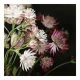 Modern Floral Photograph - Winter Floral #2