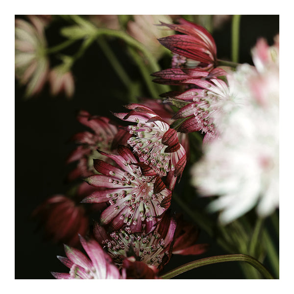 Modern Floral Photograph - Winter Floral #3