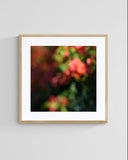Modern Fine Art Photograph - Bougainvillea Breeze #3
