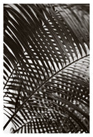 Palm In Gray #5 - Fine Art Photograph
