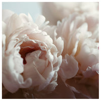 Joyful Unfolding -  Fine Art Photograph