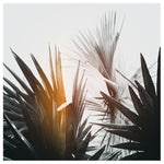 Flare #1- Fine Art Photograph