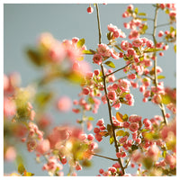 Sherbet Sky - Fine Art Photograph