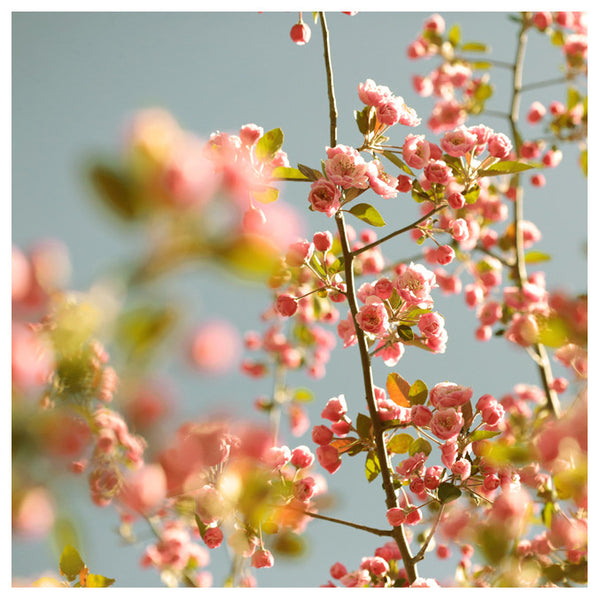 Sherbet Sky - Fine Art Photograph
