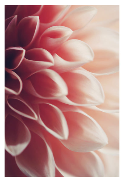 Pink Dahlia #2 - Fine Art Photograph