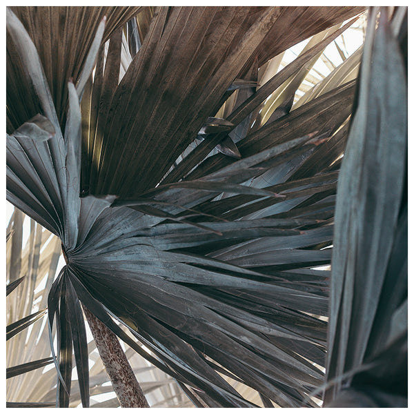 Aged Palm #3 - Fine Art Photograph