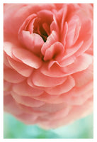 Samba - Fine Art Photograph