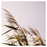 August Breeze #1 - Fine Art Photograph