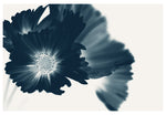 Modern Botanical Photograph - Blue Cosmos