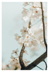 Branching Out - Fine Art Photograph
