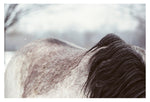 Blending In - Fine Art Photograph
