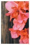 Coral -  Fine Art Photograph