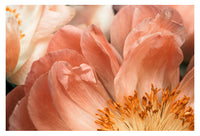 Coral Charm #1 -  Fine Art Photograph
