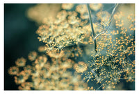Dill #3 - Fine Art Photograph