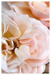 Floribunda #2 - Fine Art Photograph