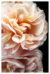 Floribunda #4 - Fine Art Photograph
