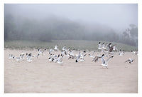 Fog and Friends - Fine Art Photograph