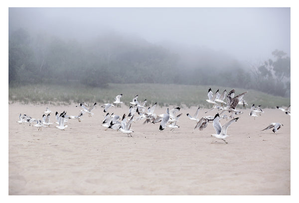 Fog and Friends - Fine Art Photograph