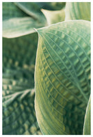 Hosta #5 - Fine Art Photograph