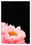Haute Couture #4 - Fine Art Photograph