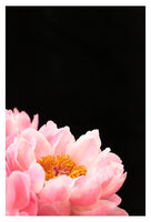 Haute Couture #4 - Fine Art Photograph