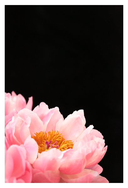 Haute Couture #4 - Fine Art Photograph