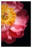 Light Seeker - Fine Art Photograph