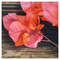 Magenta - Fine Art Photograph