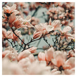 Magnolia Mood - Fine Art Photograph