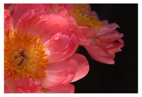 My Fair Ladies - Fine Art Photograph