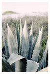Modern Fine Art Photograph - Pale Agave