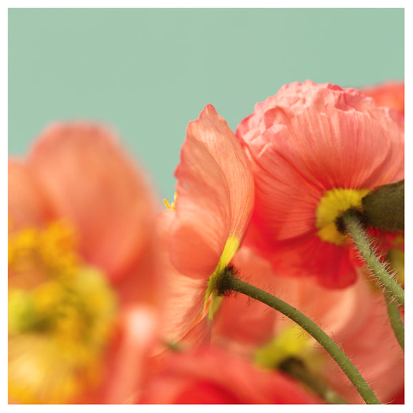 Pastel Poppy #3 - Fine Art Photograph