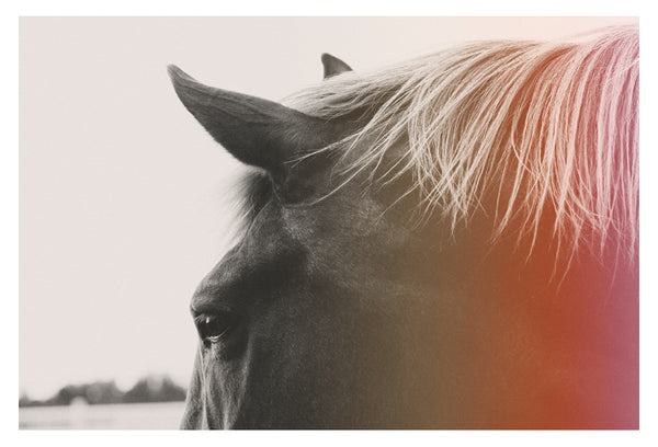 Pink Pony - Fine Art Photograph