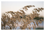 Sea Oats #3 - Fine Art Photograph