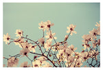 Spring Skies - Fine Art Photograph