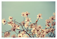 Spring Skies - Fine Art Photograph