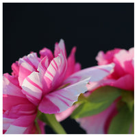 Spring Stripes #2 -  Fine Art Photograph