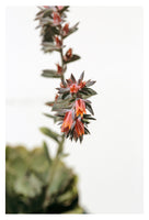 Succulent #1 -  Fine Art Photograph