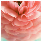 Samba - Fine Art Photograph