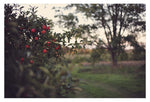 Ruby - Fine Art Photograph