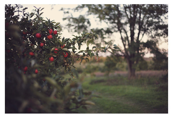Ruby - Fine Art Photograph