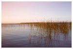 Soft Summer #2 - Fine Art Photograph
