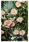 The Heart Of Summer #1 - Fine Art Photograph