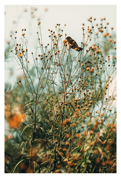 The Goldfinch - Fine Art Photograph