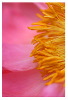 The Heart of Spring - Fine Art Photograph
