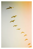 Updraft #2 - Fine Art Photograph