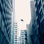 Chicago Sky - Fine Art Photograph