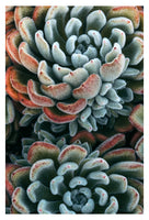 Modern Floral Photograph - Autumn Succulent #1