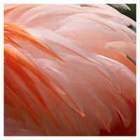 Flamingo #9 - Fine Art Photograph