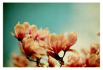 Watercolor Magnolias - Fine Art Photograph